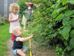 Hum, les framboises !