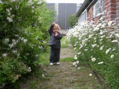 L'attaque des marguerites !