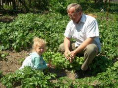 Cueillette des radis