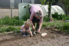 Semis des petits pois