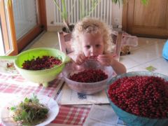 Egrainage des groseilles